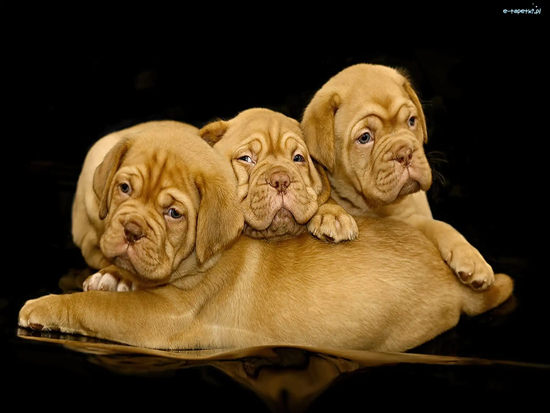 Pyszczki, Szczeniaczki, Pomarszczone, Dog de Bordeaux, Brązowe, Trzy