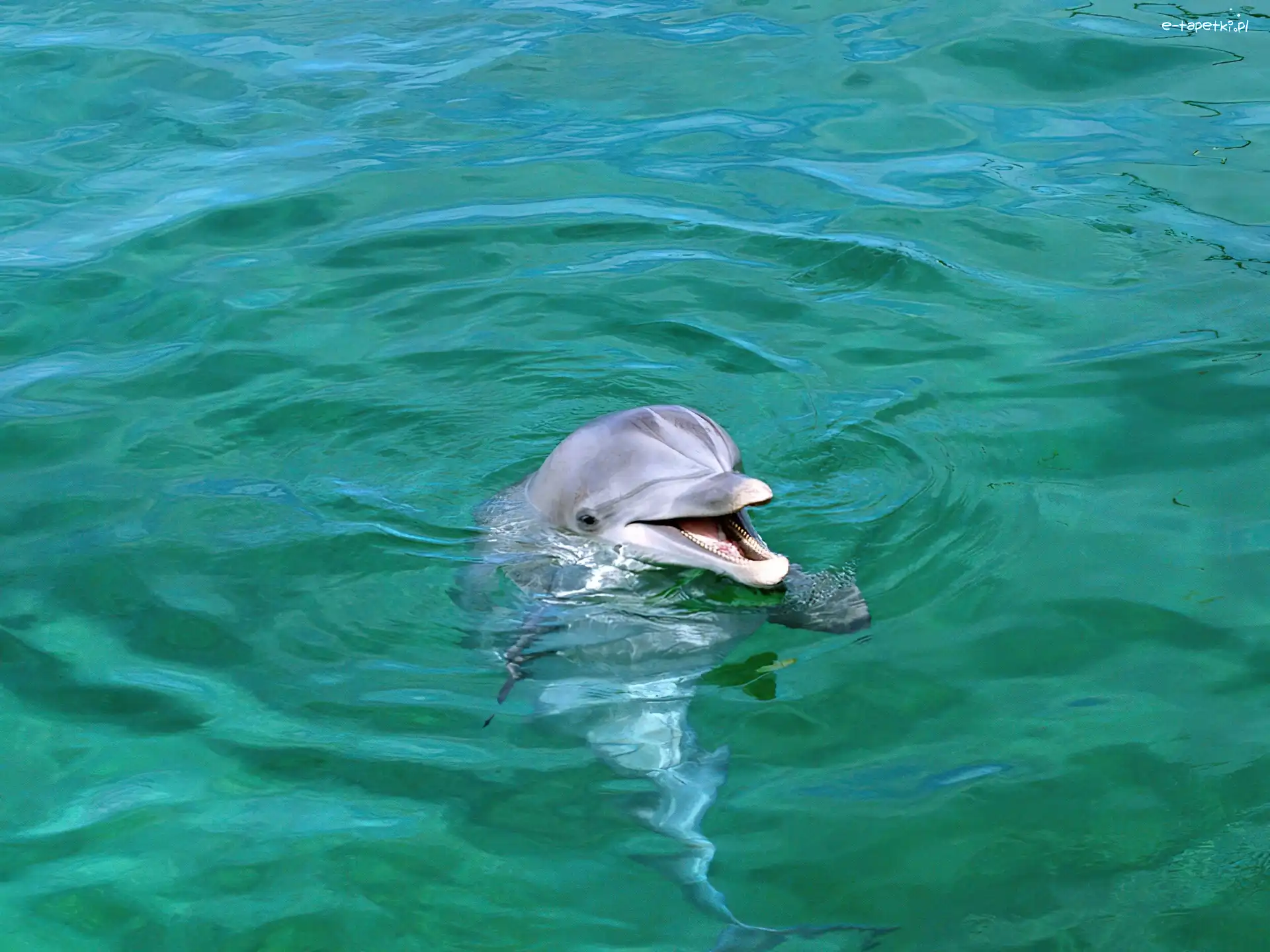 Woda, Delfin