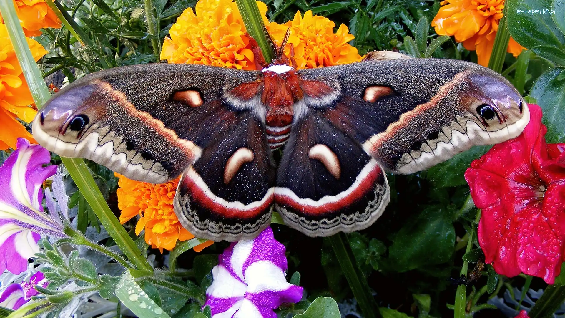 Kwiaty, Motyl, Kolorowy