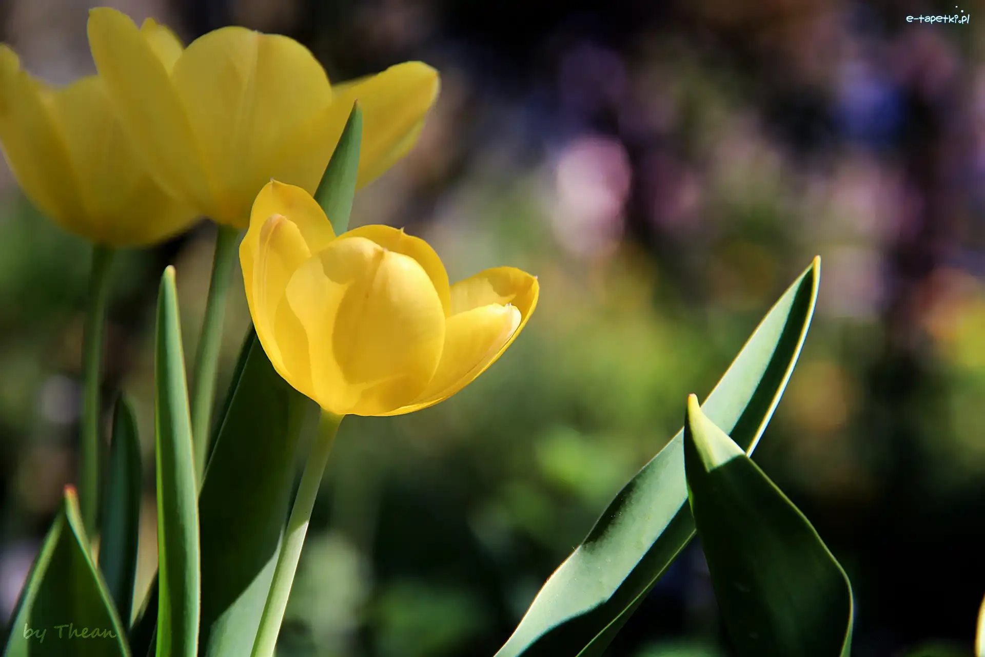 Tulipany, Żółte