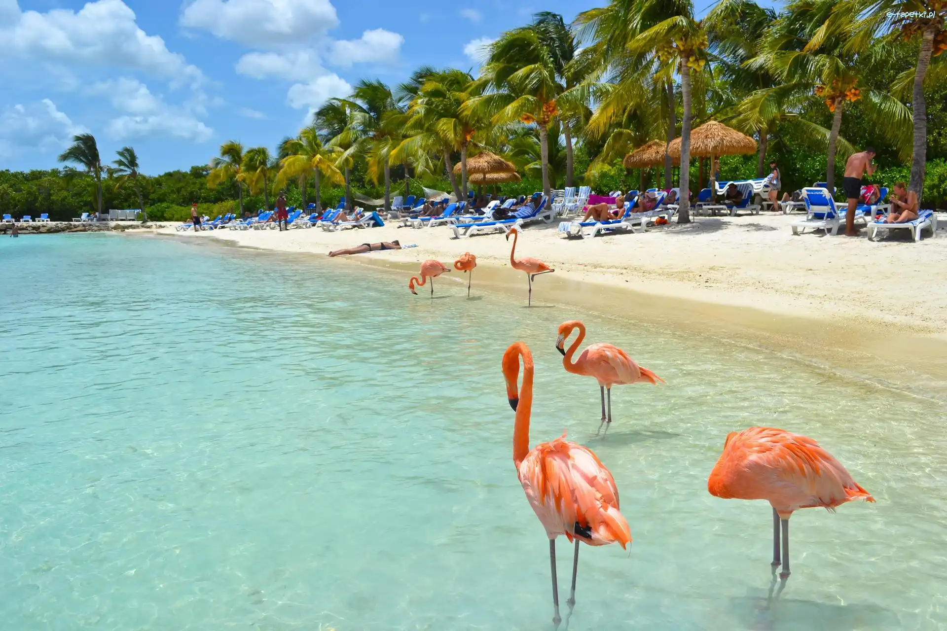 Aruba, Palmy, Plaża, Flamingi, Morze