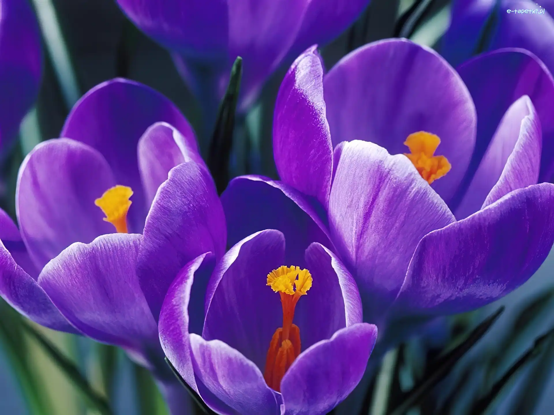 Fioletowy, Krokus