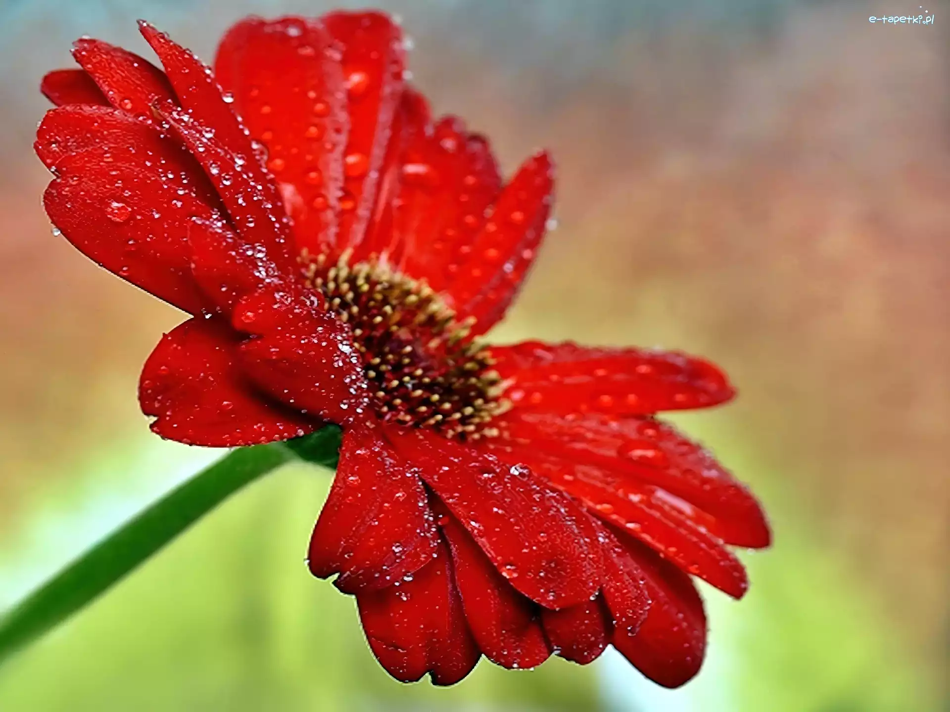 Gerbera