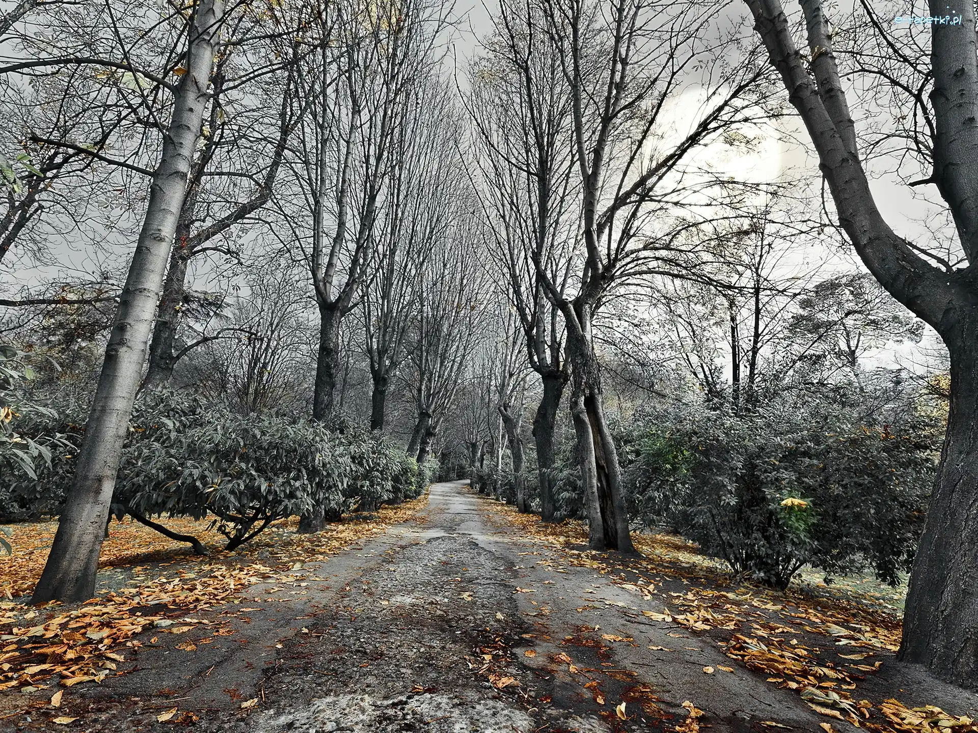 Liście, Drzewa, Droga