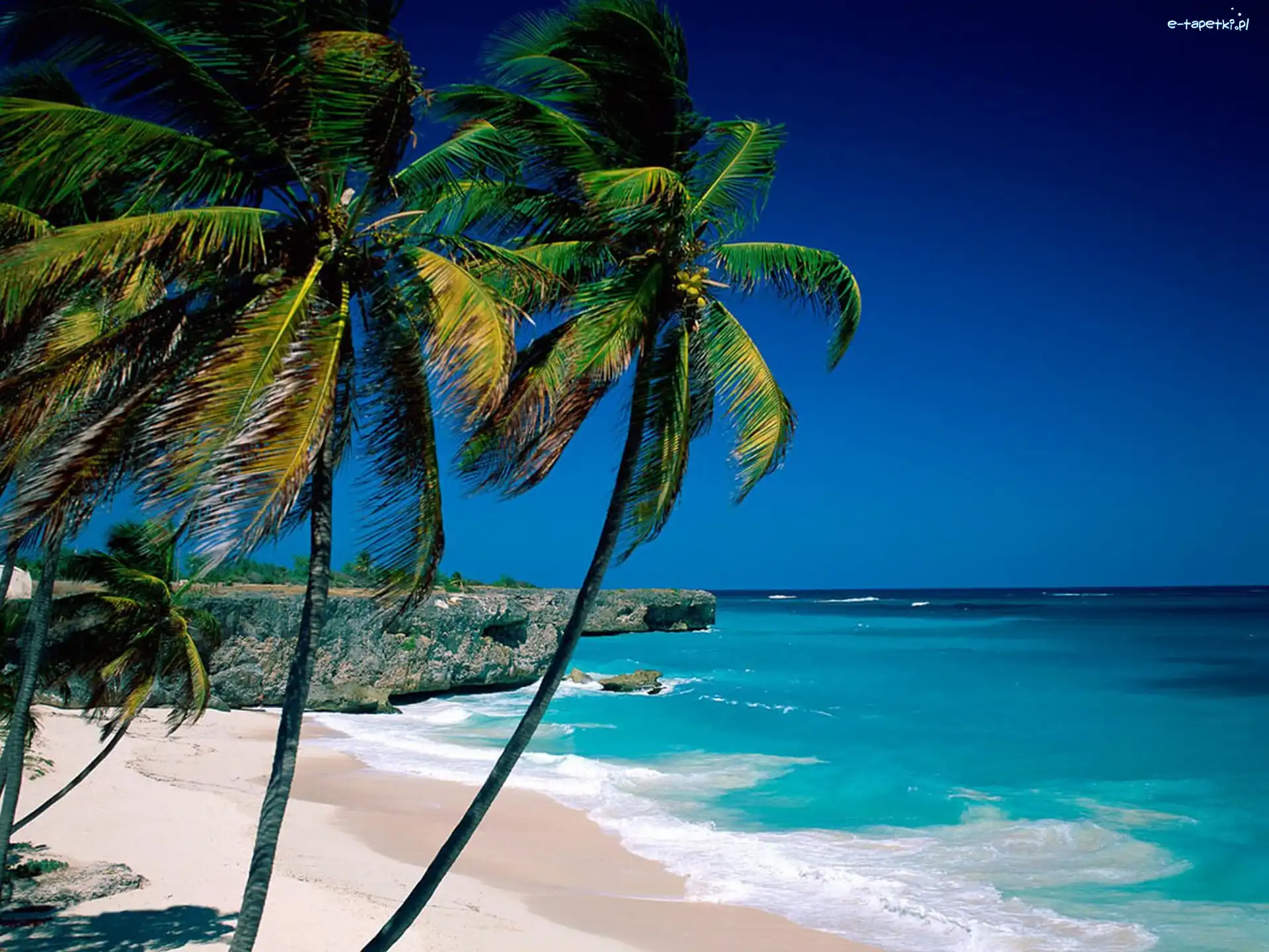 Palmy, Fale, Morze