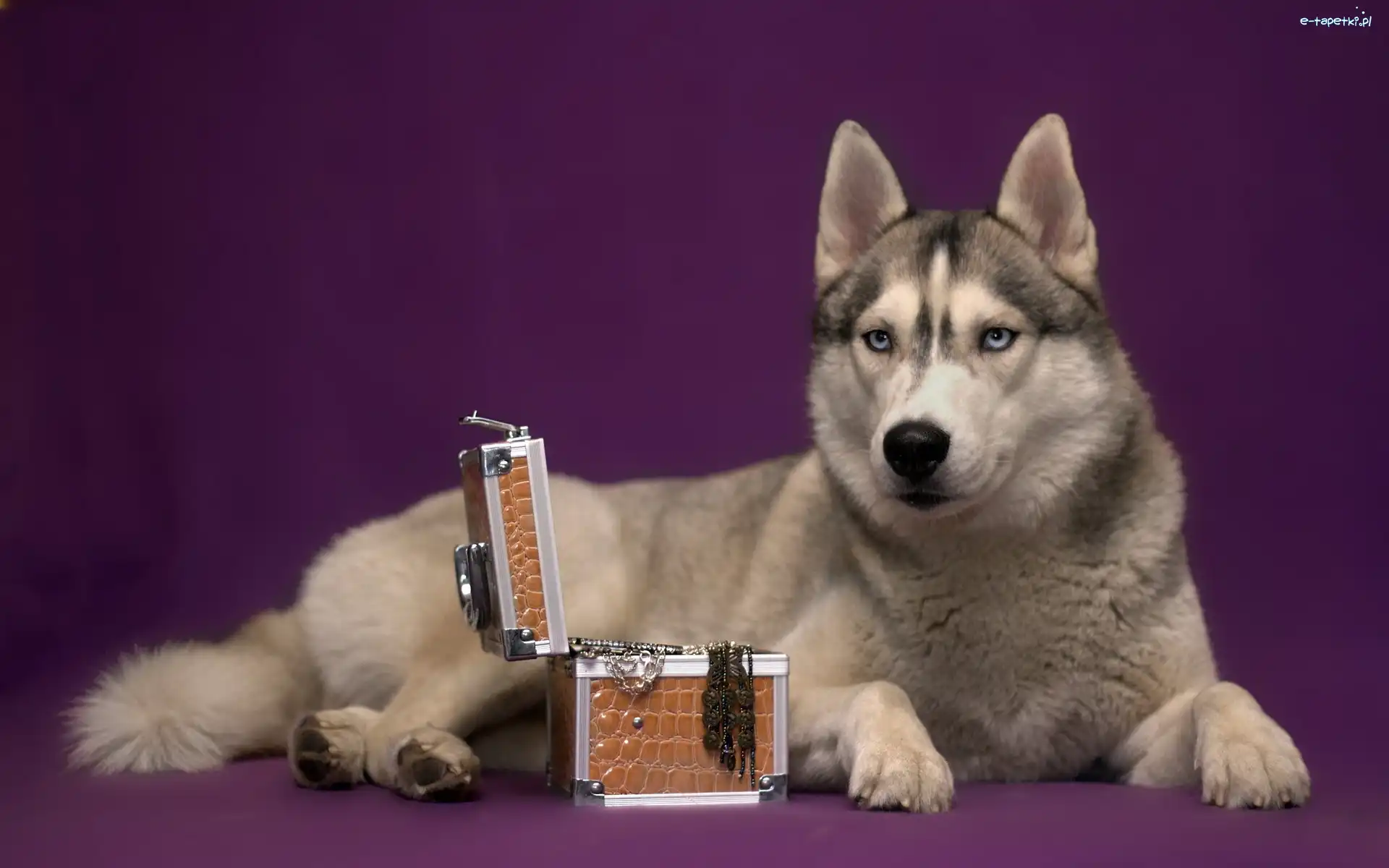 Kuferek, Siberian Husky