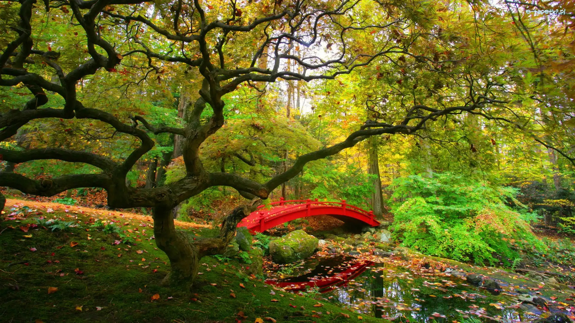 Mostek, Rzeka, Park, Czerwony