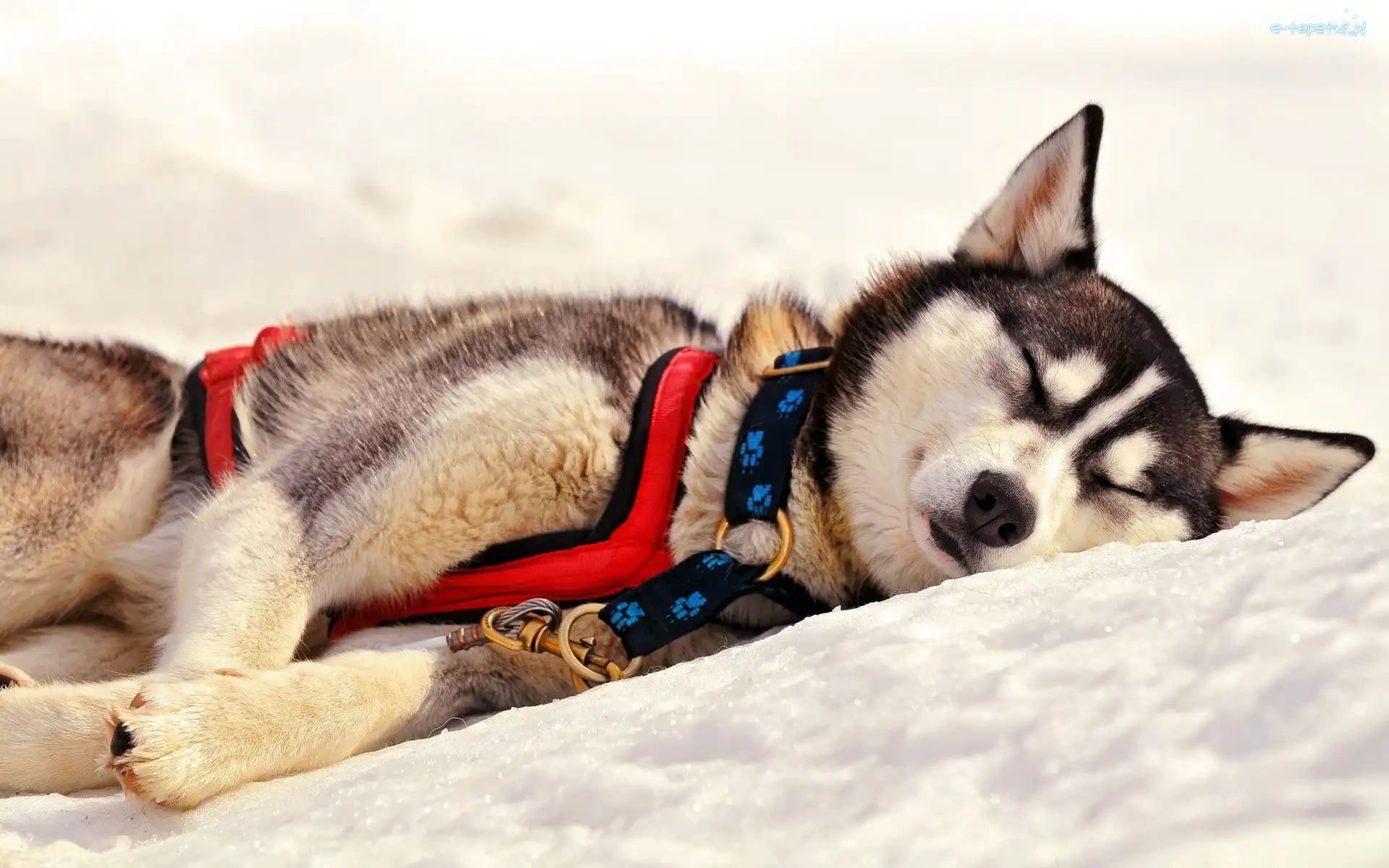 Odpoczynek, Śnieg, Husky