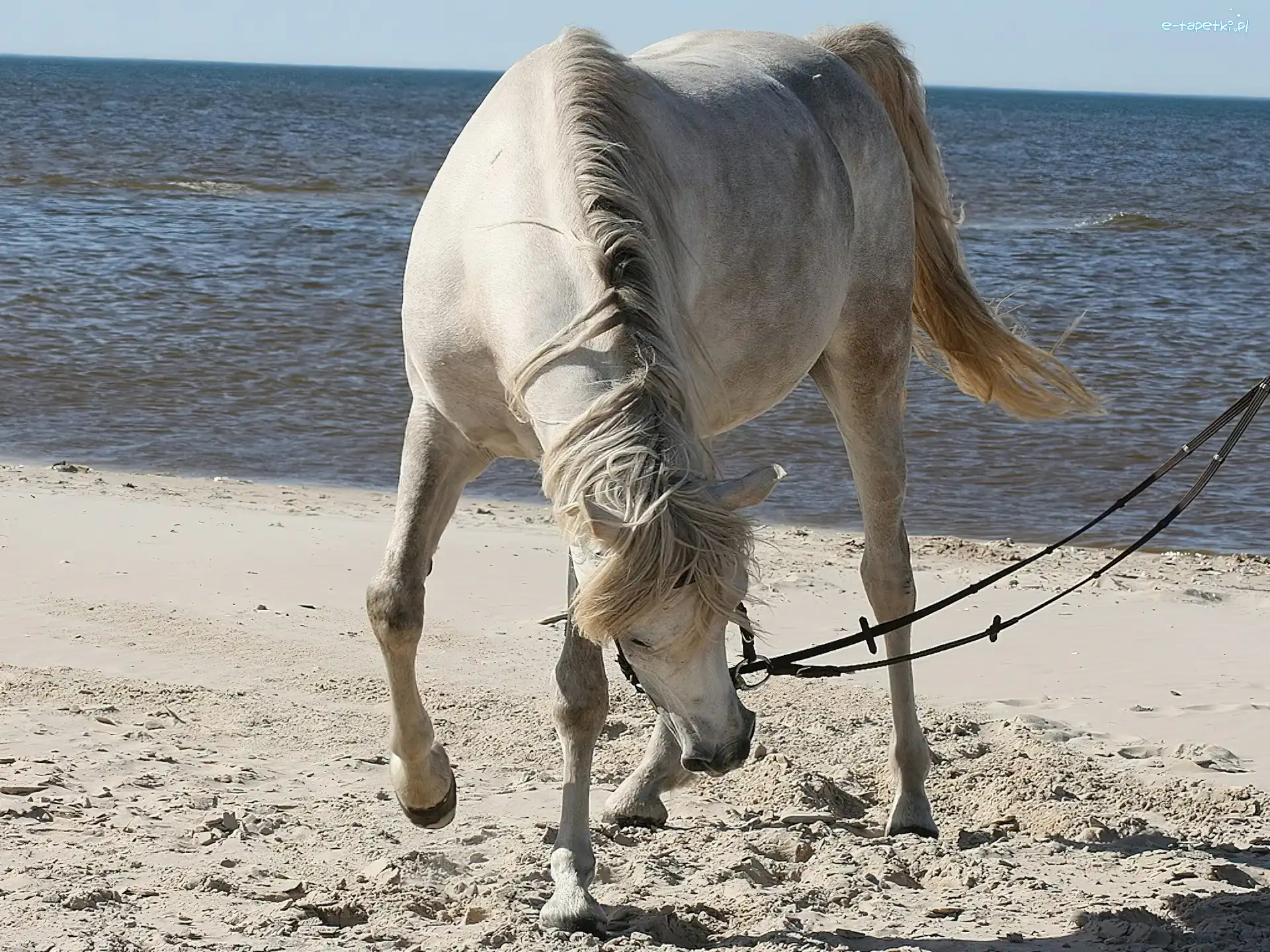 Morze, Plaża, Koń
