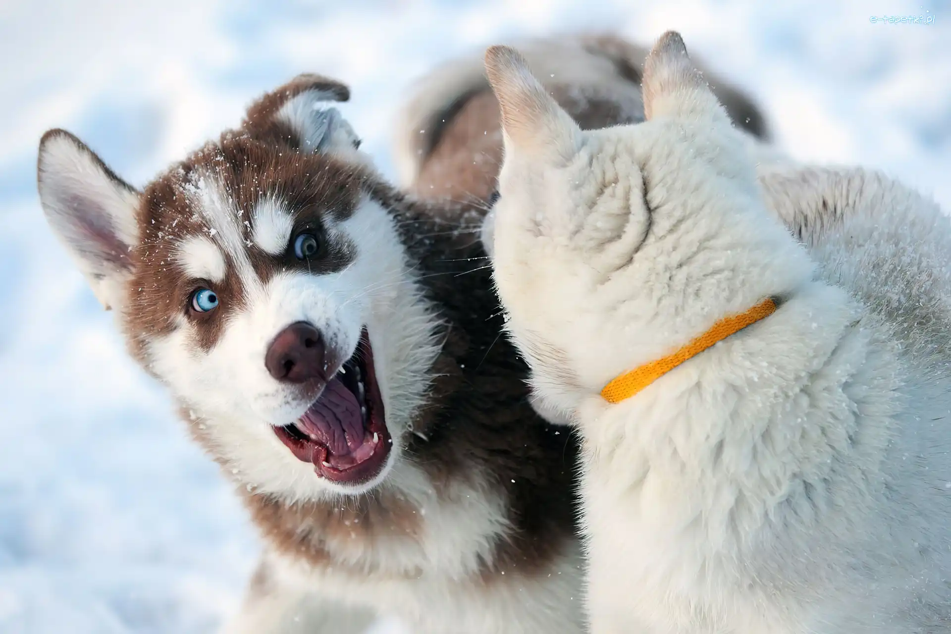 Zabawa, Śniegu, Na, Siberian Husky