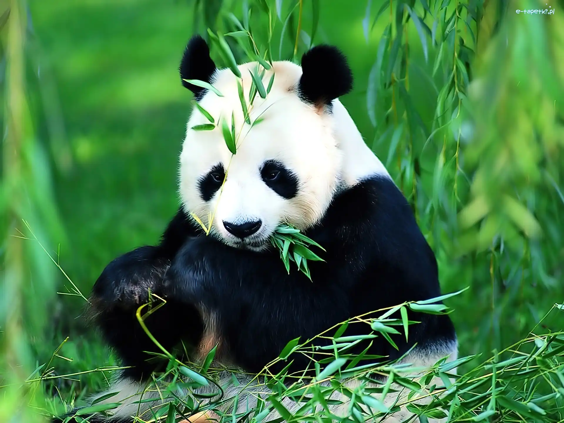 Liście, Panda, Miś
