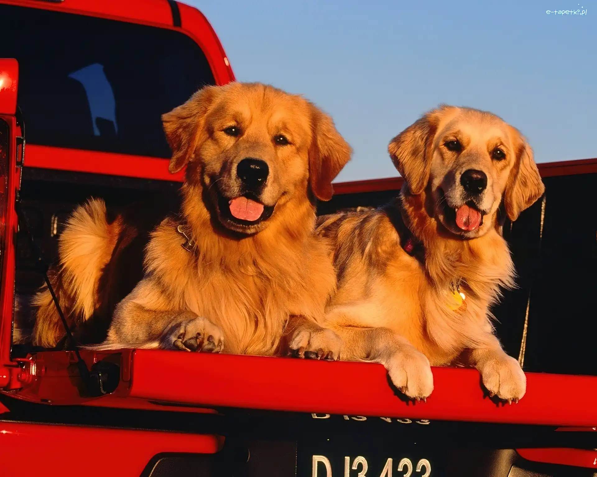 Pieski, Samochód, Golden Retriever, Dwa