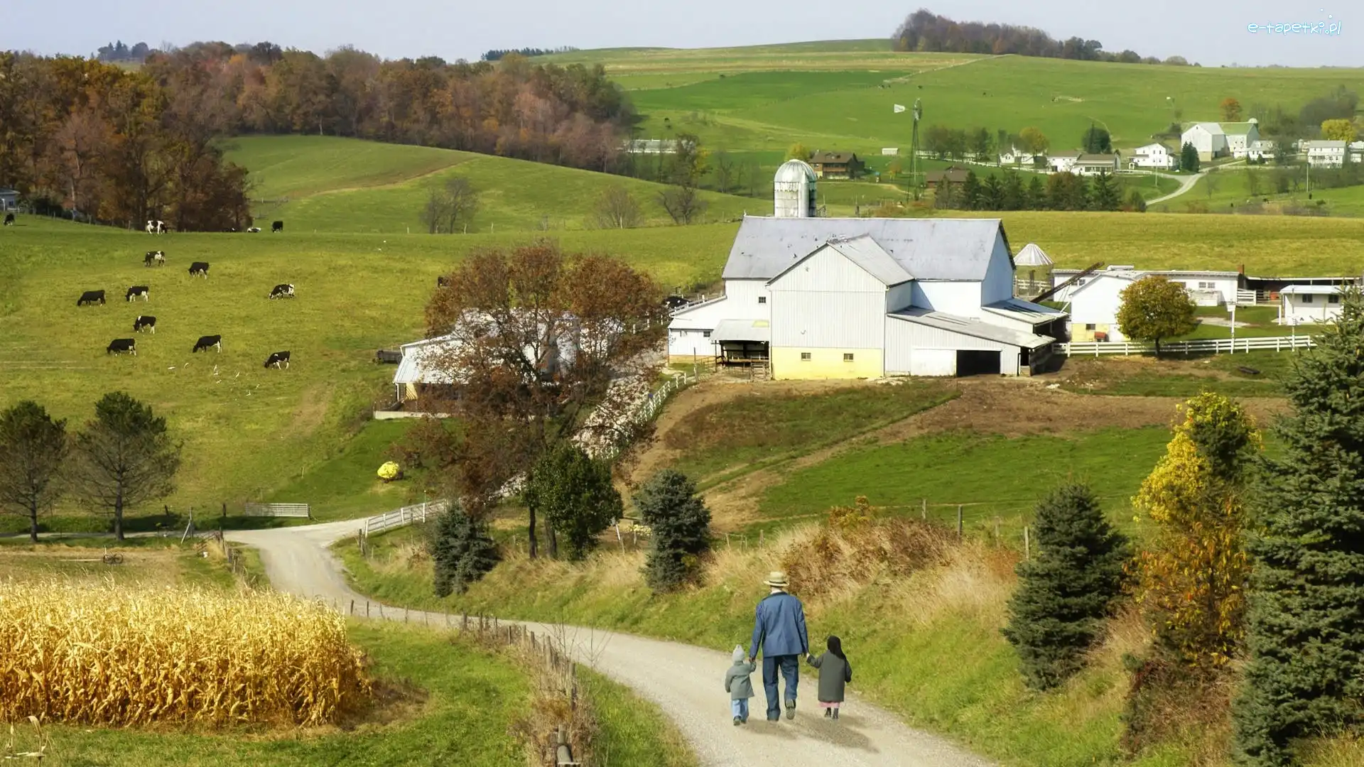 Farma, Droga, Krowy, Łąki