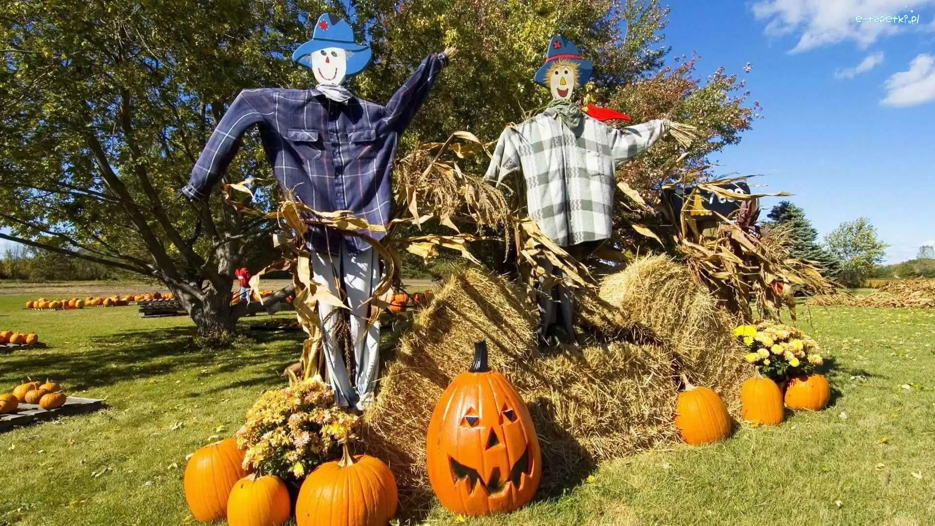 Halloween, Strachy, Dynie, Wróble, Na