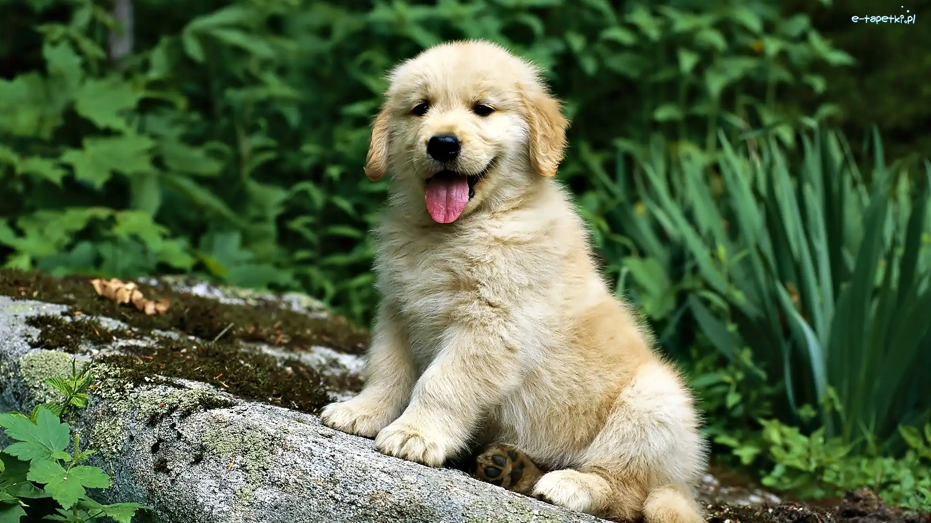 Zieleń, Golden Retriever, Szczeniak
