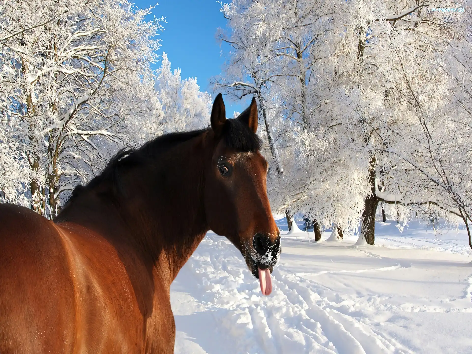Zima, Język, Koń
