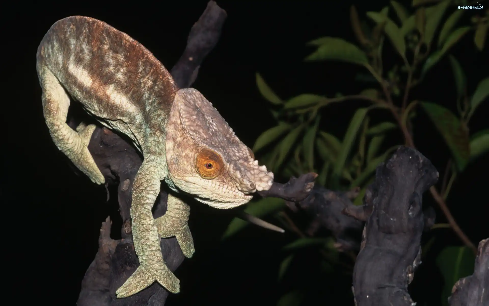 Konary, Kameleon