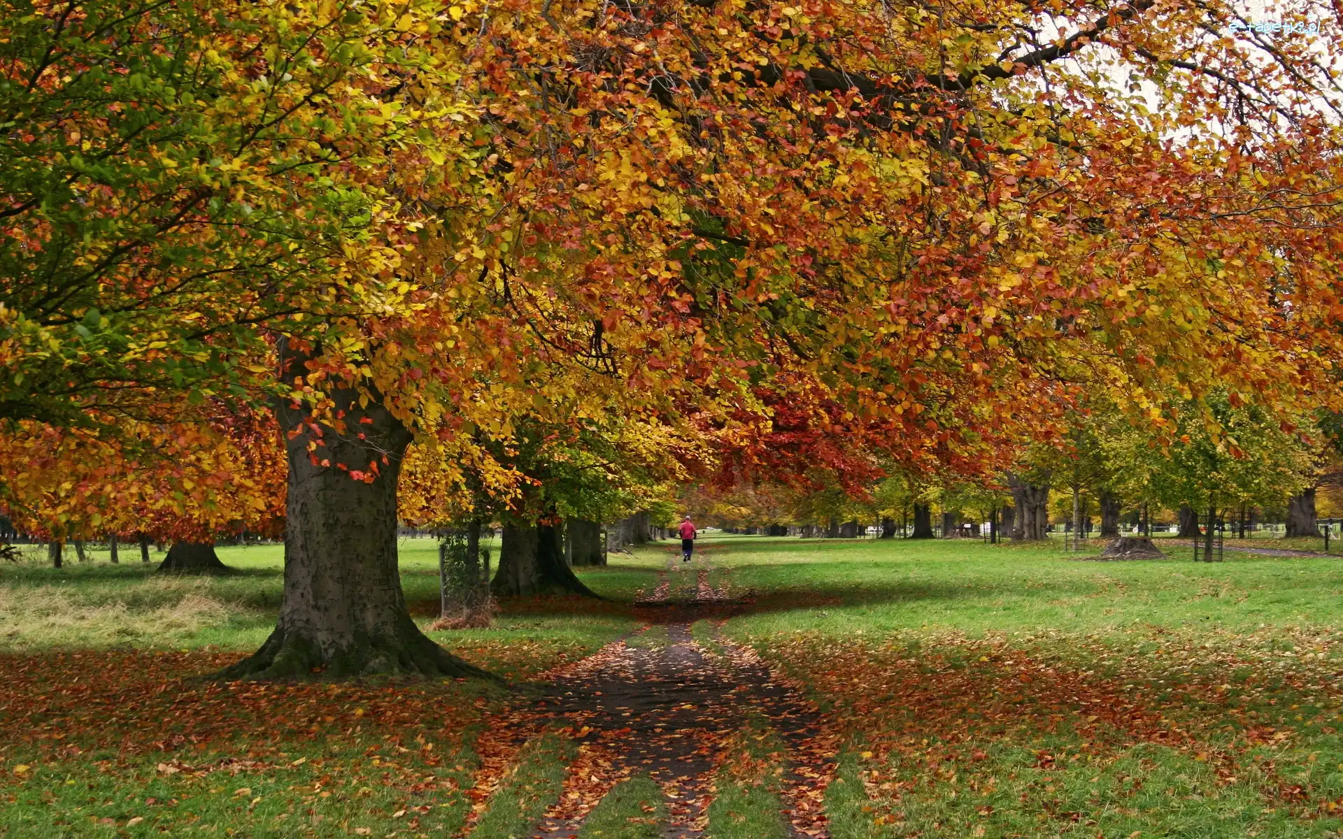Jesień, Liście, Zieleń, Park