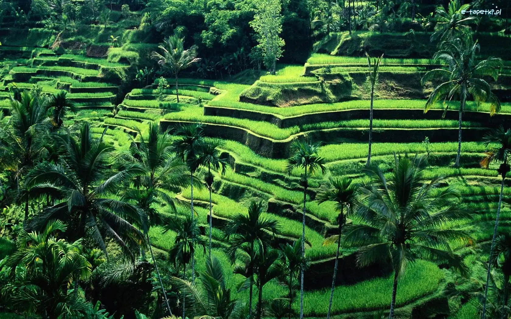 Bali, Uprawne, Tarasy