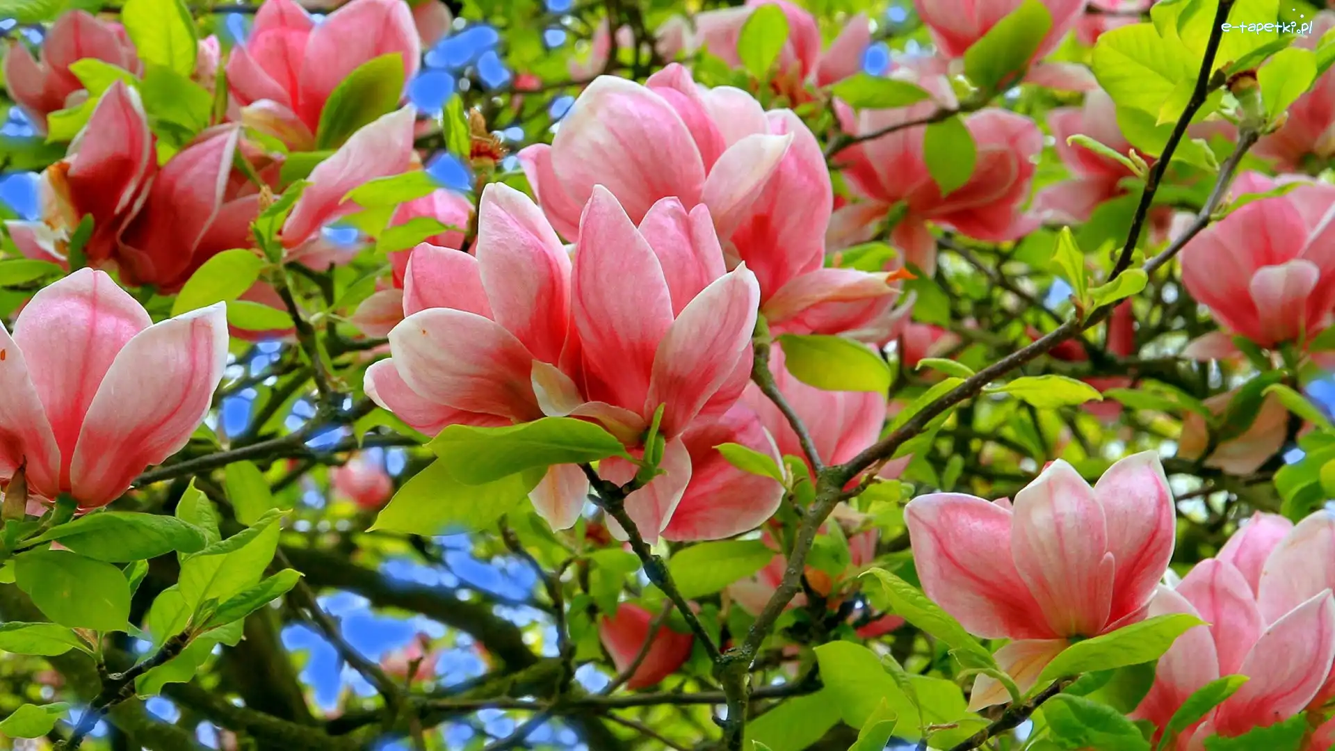 Magnolii, Kwiaty