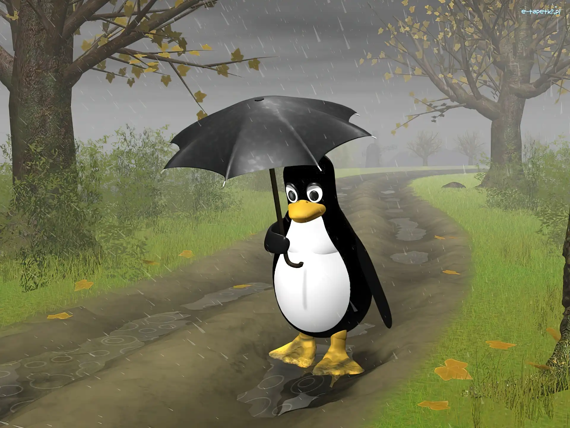 Parasol, Linux, Droga, Pingwin