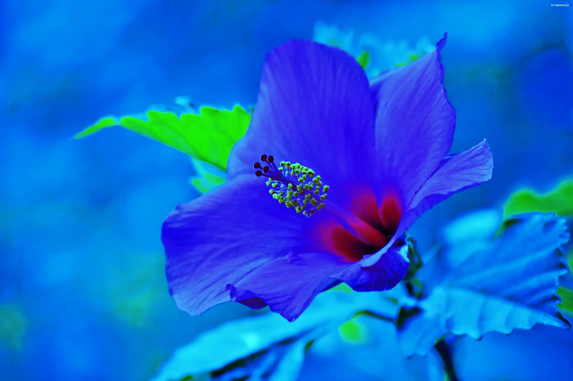 Błękit, Hibiskus, Kwiat