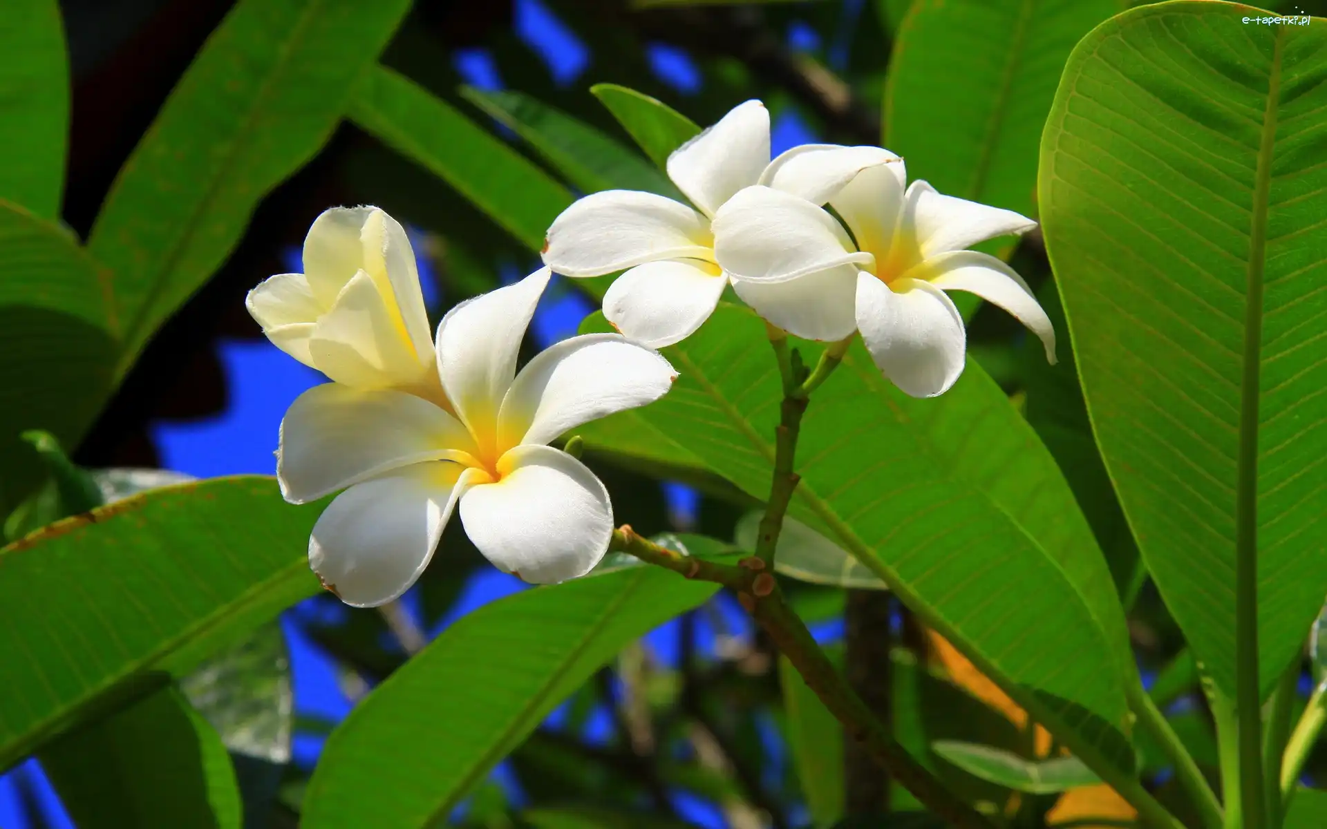 Plumeria, Kwiaty, Białe