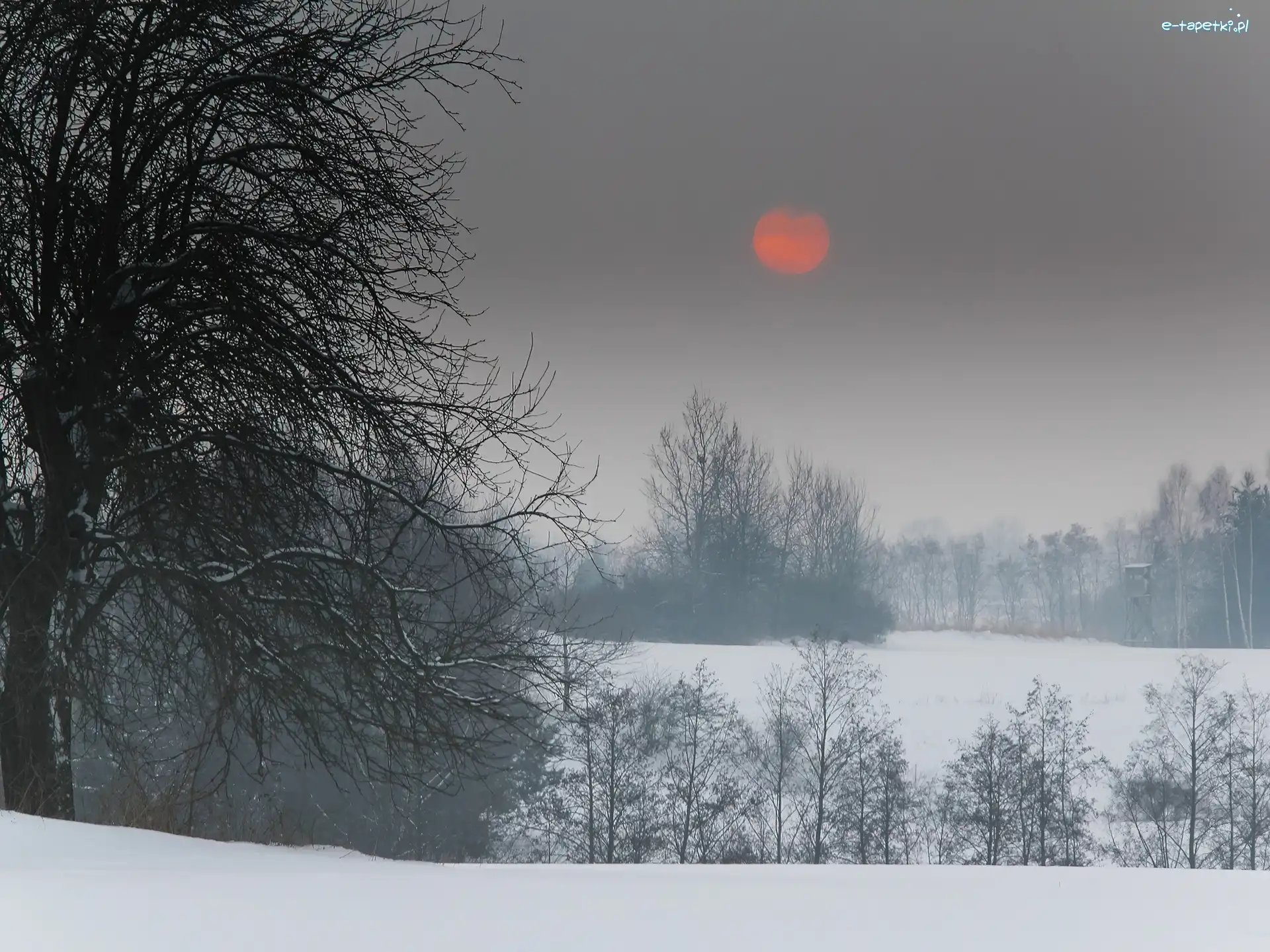Drzewa, Słońce, Cerwone, Zima