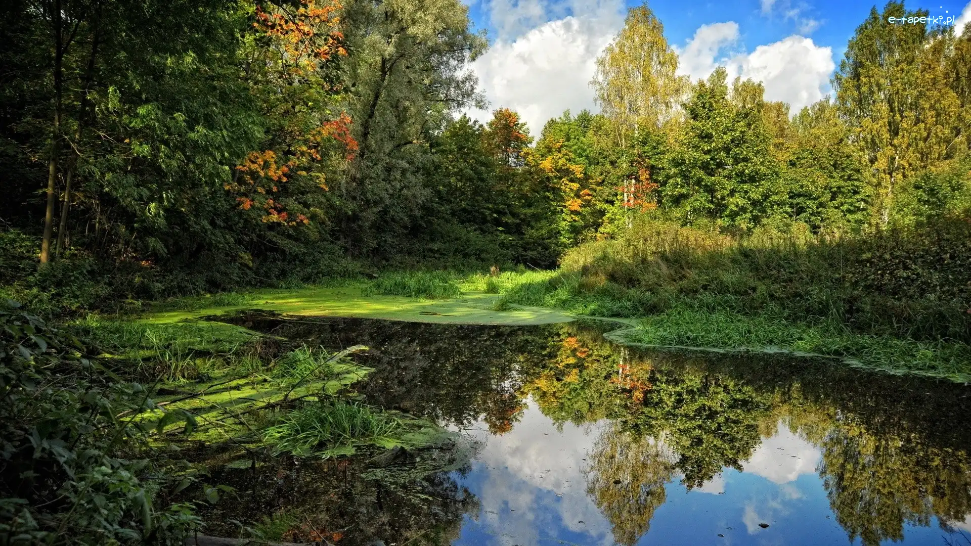 Drzewa, Staw, Jesień