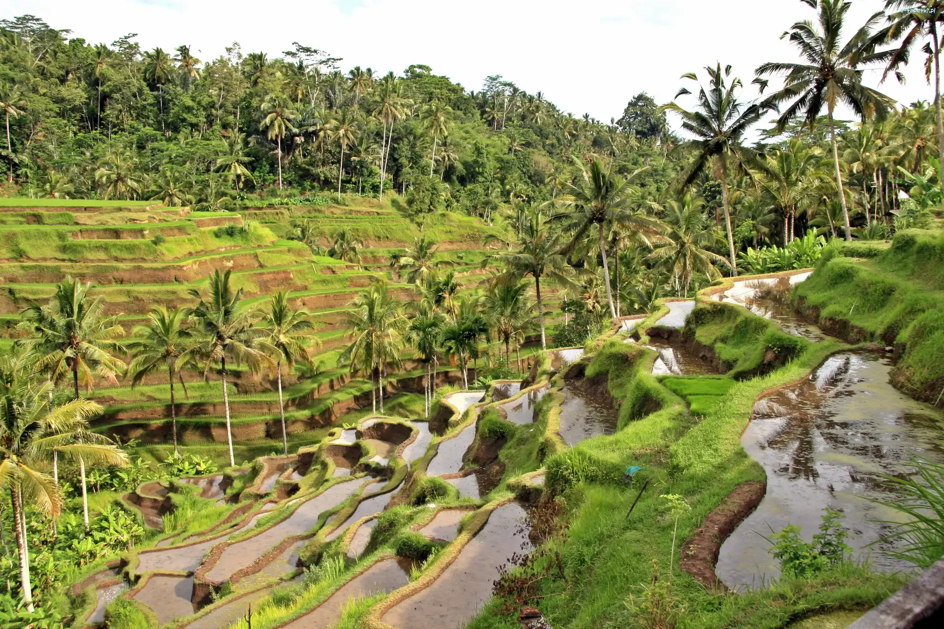 Indonezja, Ryżowe, Pola, Bali