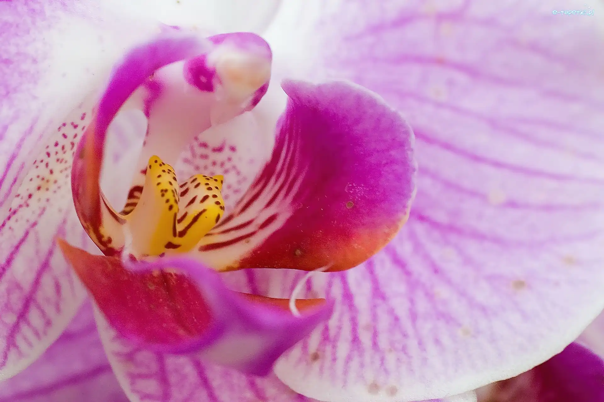 Orchidea, Różowa