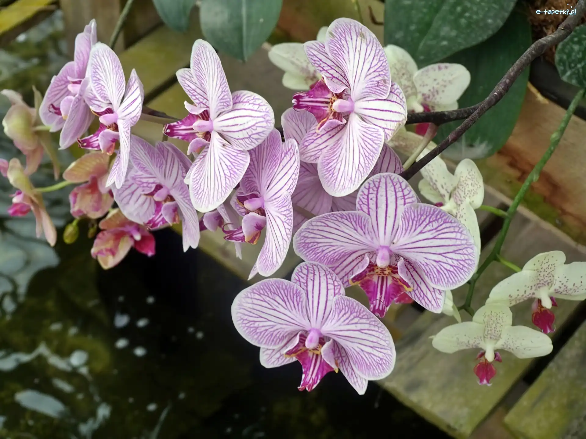 Woda, Orchidea
