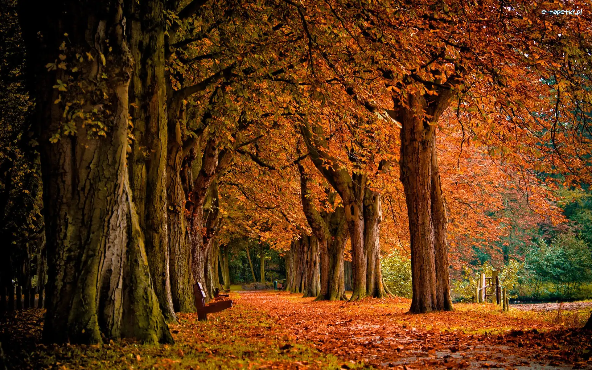 Liście, Jesień, Park