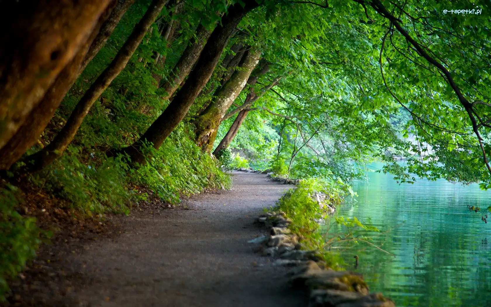 Woda, Ścieżka, Drzewa, Park Narowodwy Plitwickie