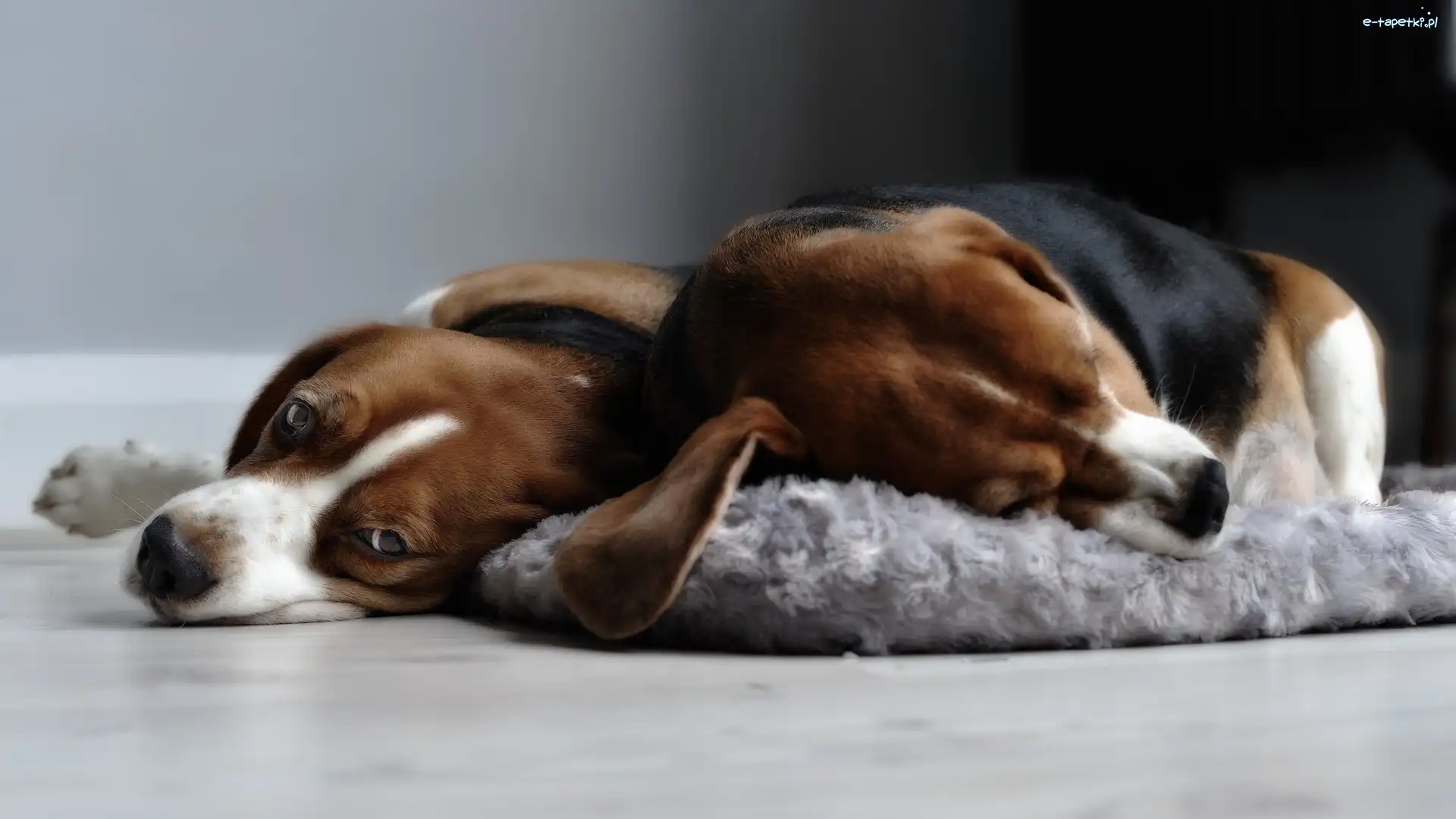 Pieski, Podłoga, Beagle, Dwa