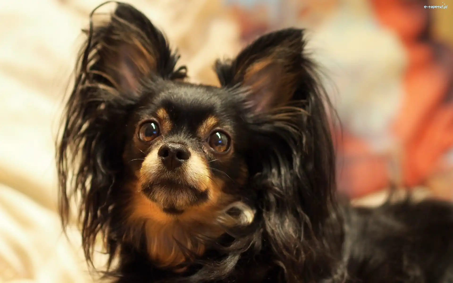 Spaniel, Postawione, Uszy, Papillon, Piesek, Zapatrzony