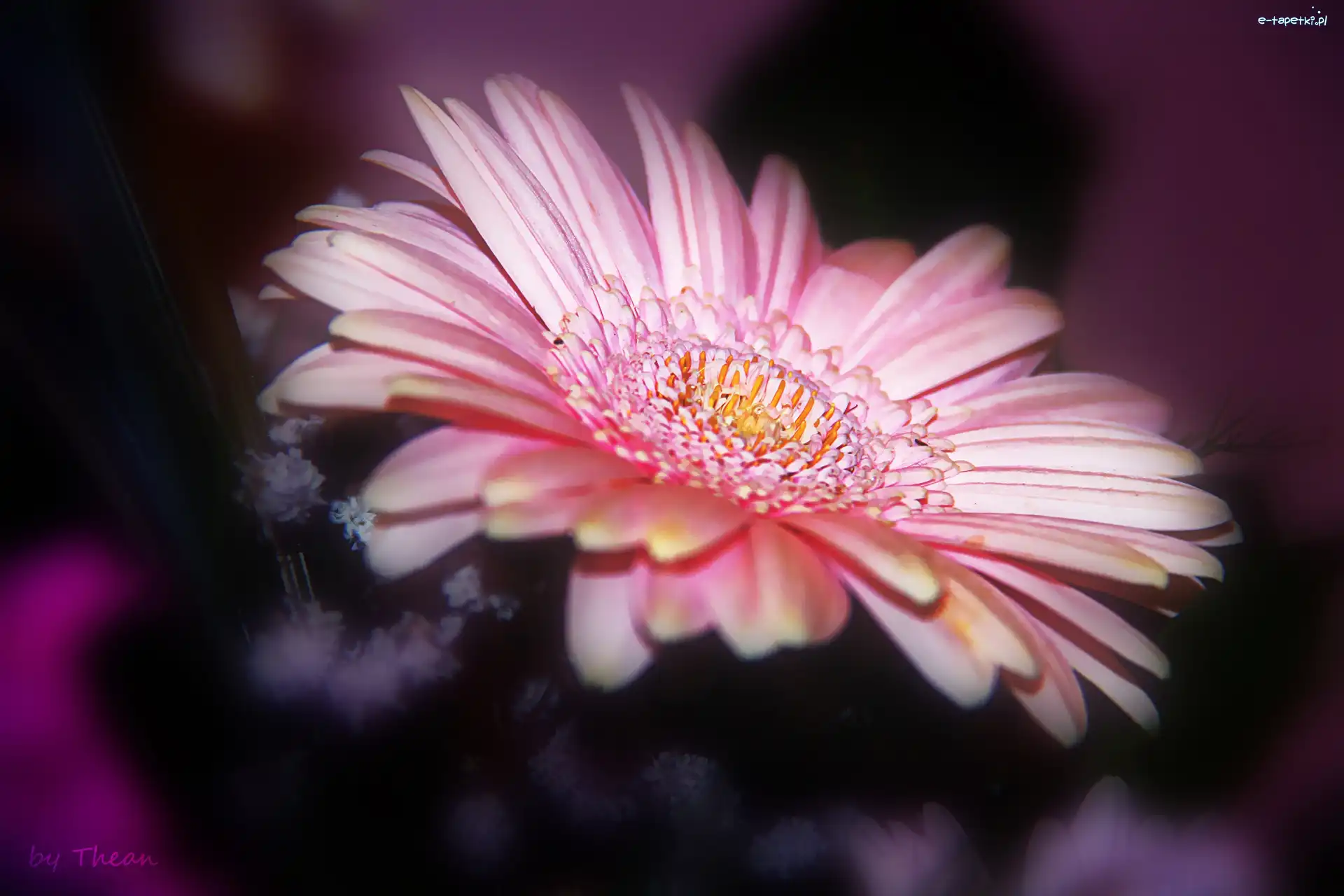 Gerbera, Różowa