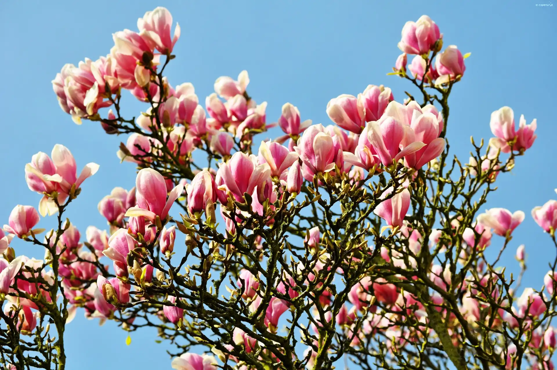 Kwiaty, Drzewo, Magnolie