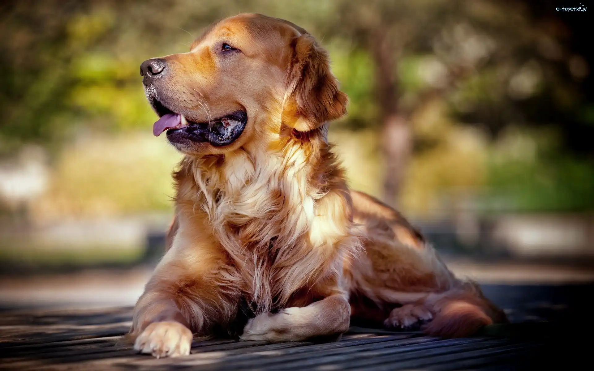 Retriever, Golden, Zdyszany