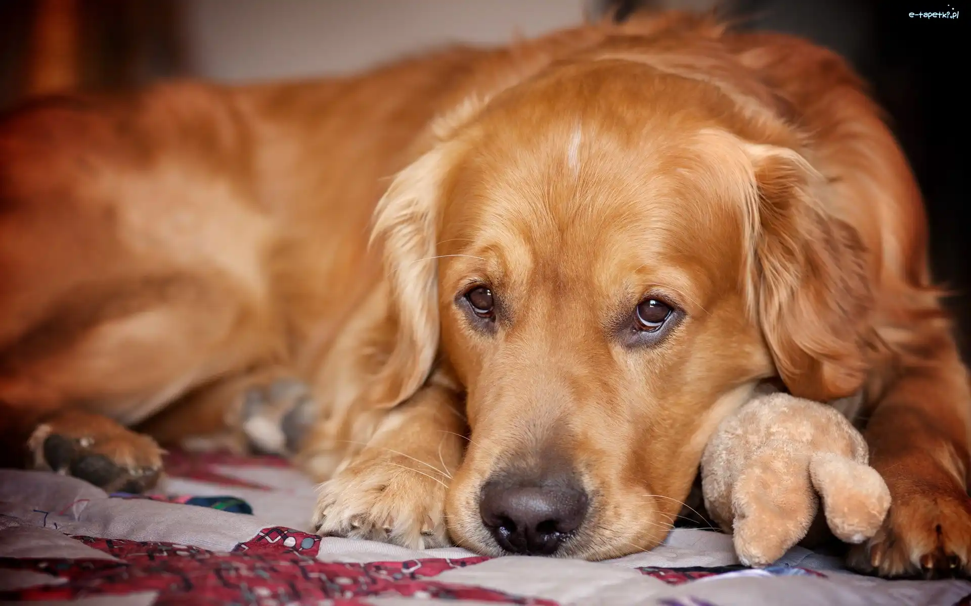 Retriever, Spojrzenie, Maskotka, Golden