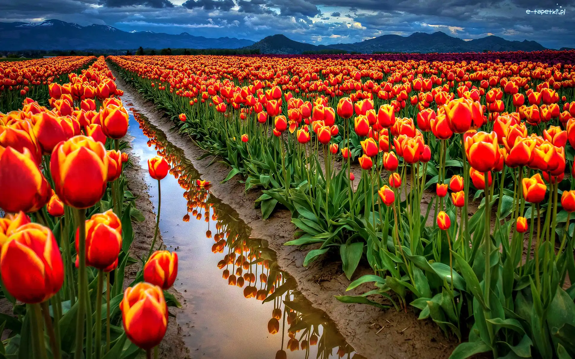 Kwiaty, Tulipany