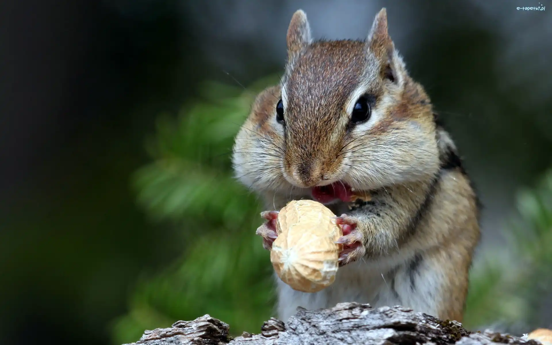 Orzeszek, Chipmunk