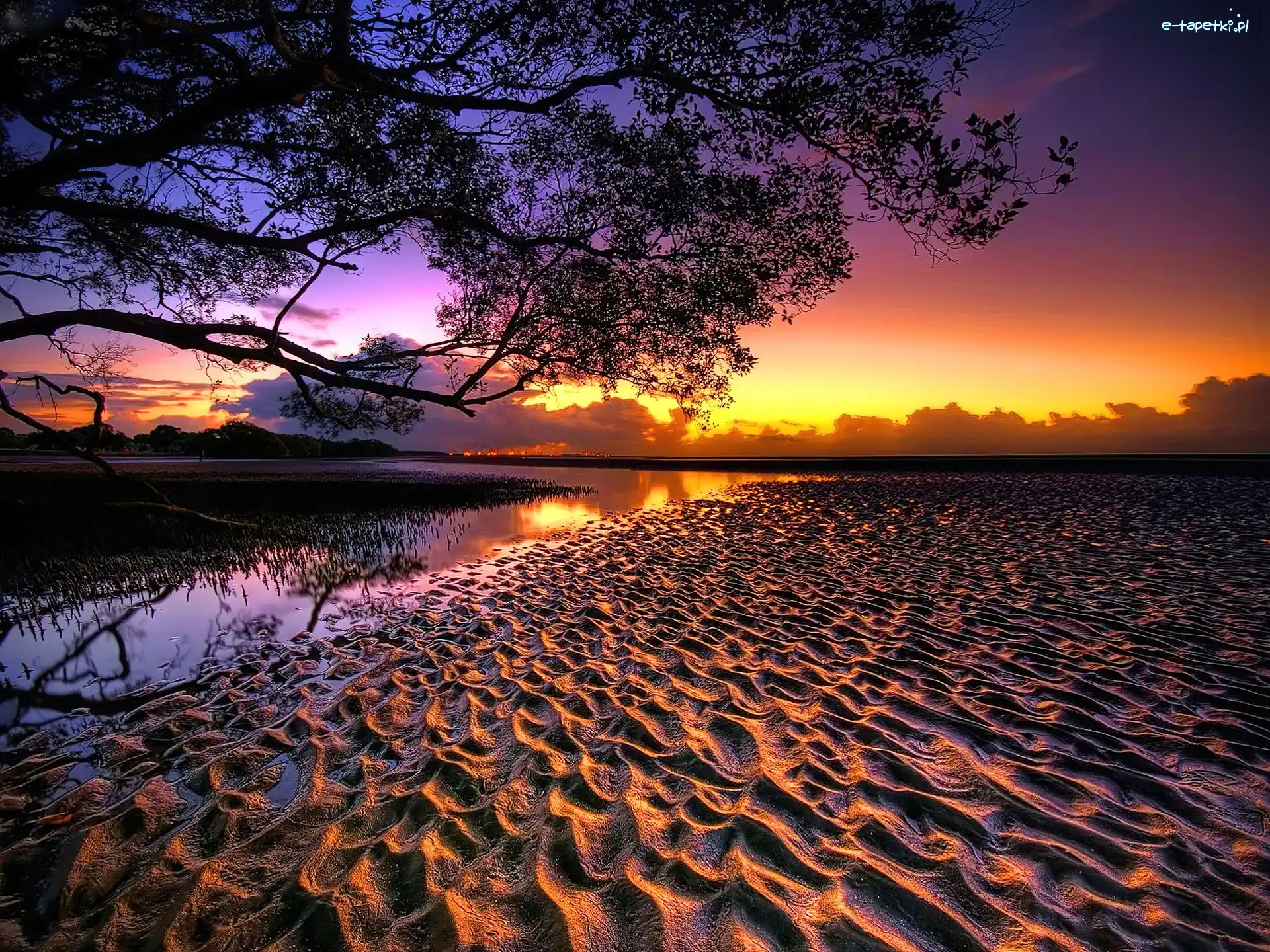Słońca, Plaża, Drzewo, Zachód