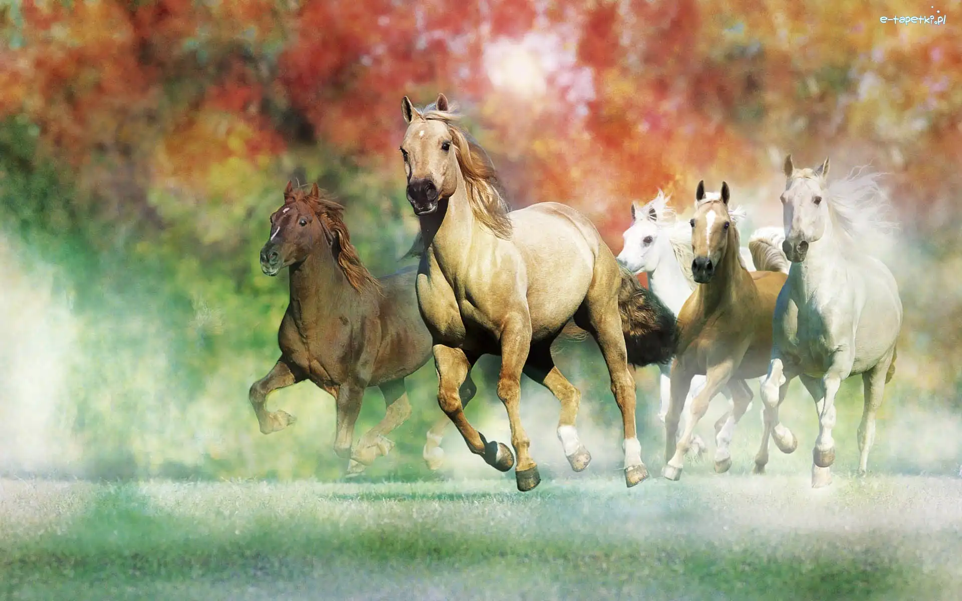 Galop, Konie