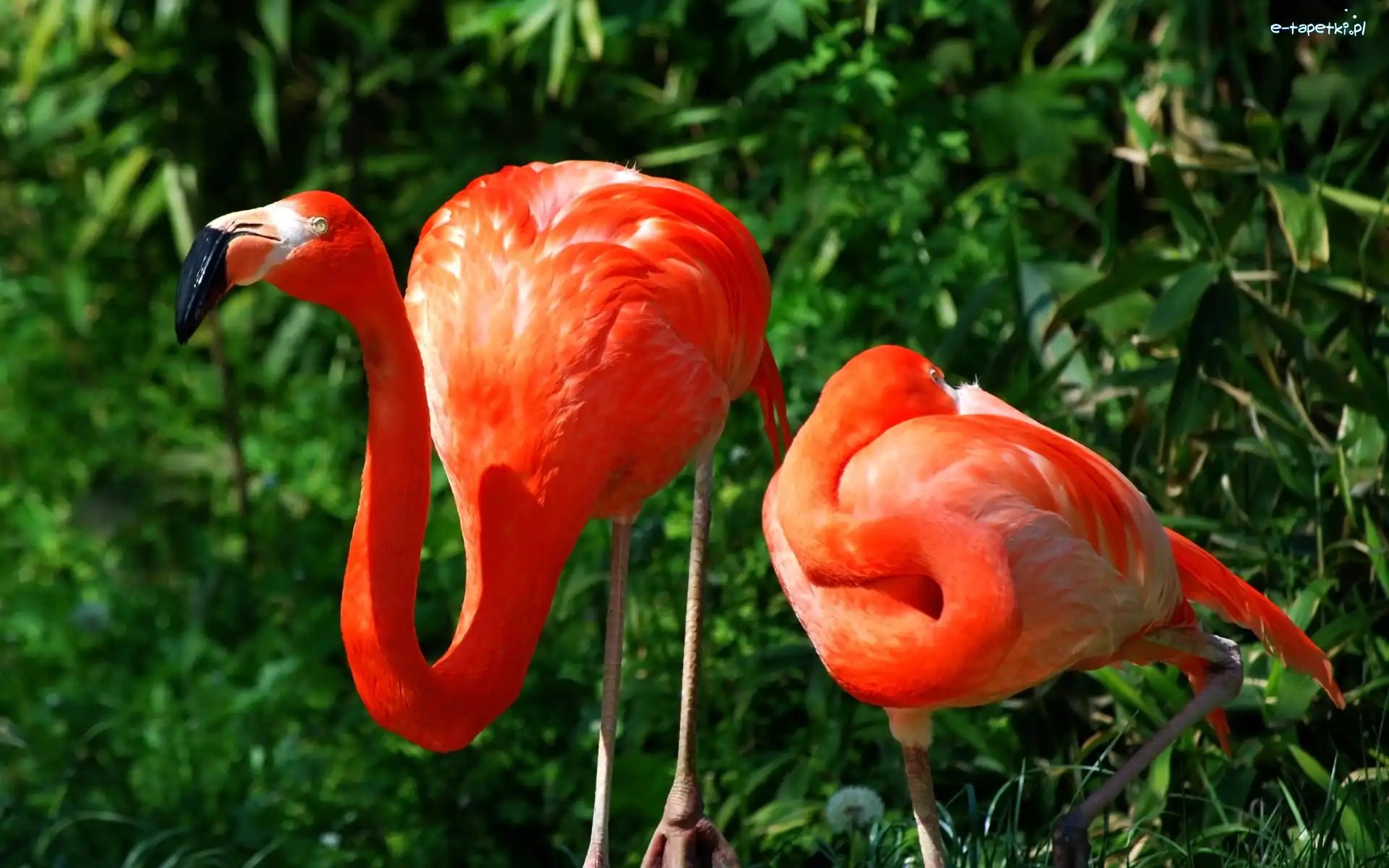 Flamingi, Dwa