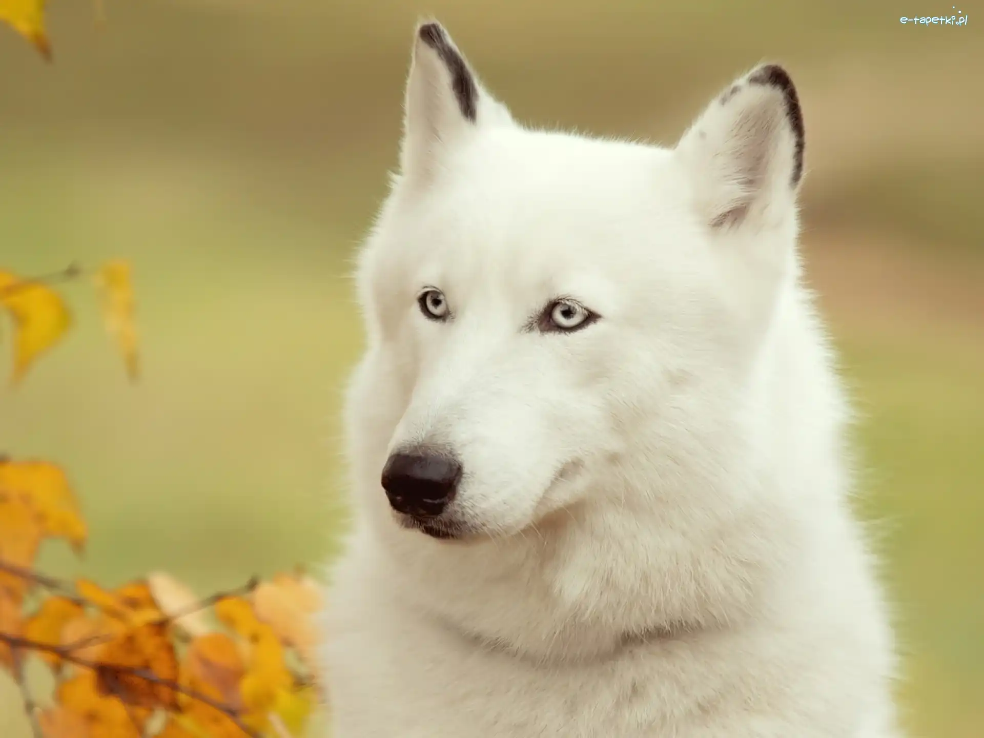 Husky, Siberian, Biały
