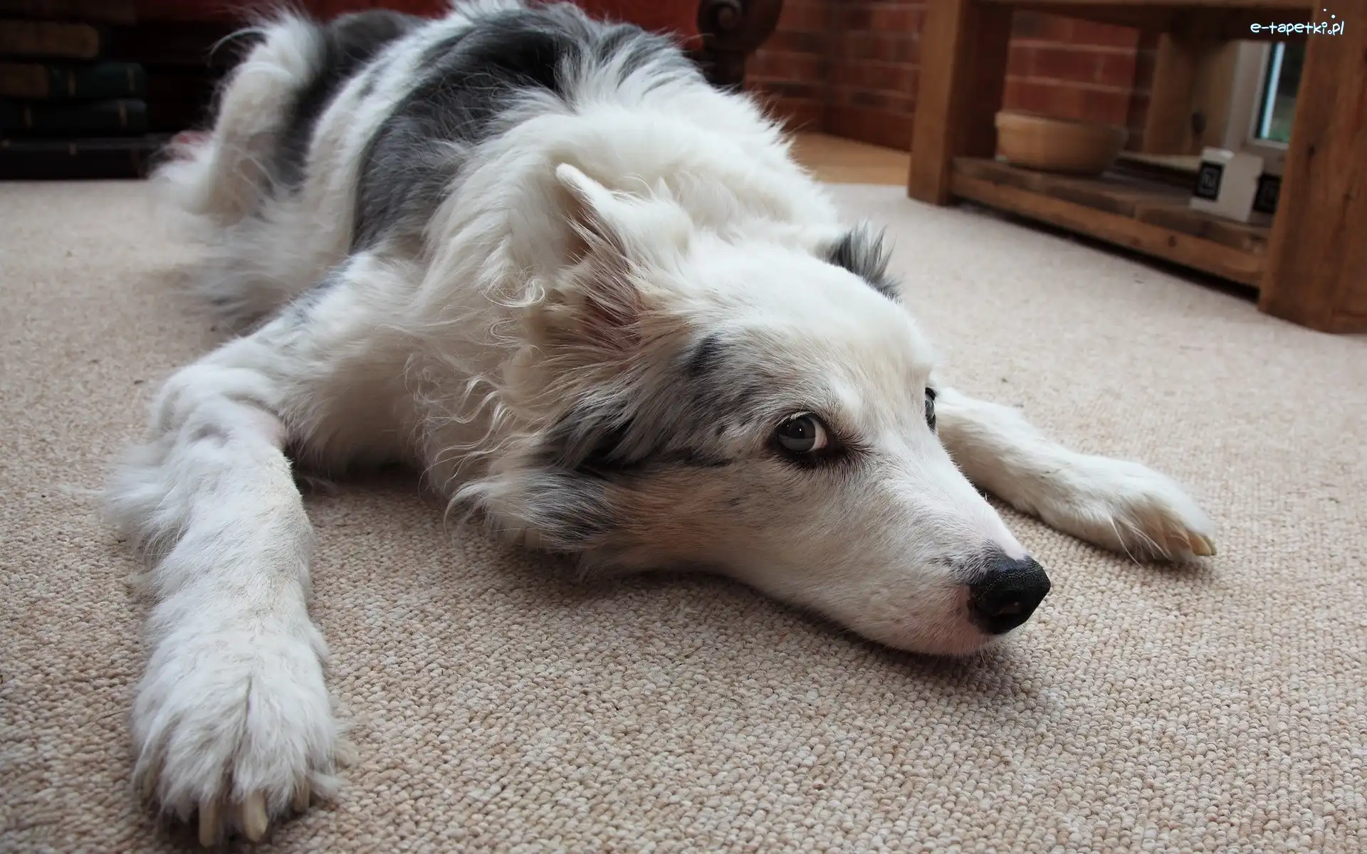 Dywan, Border Collie