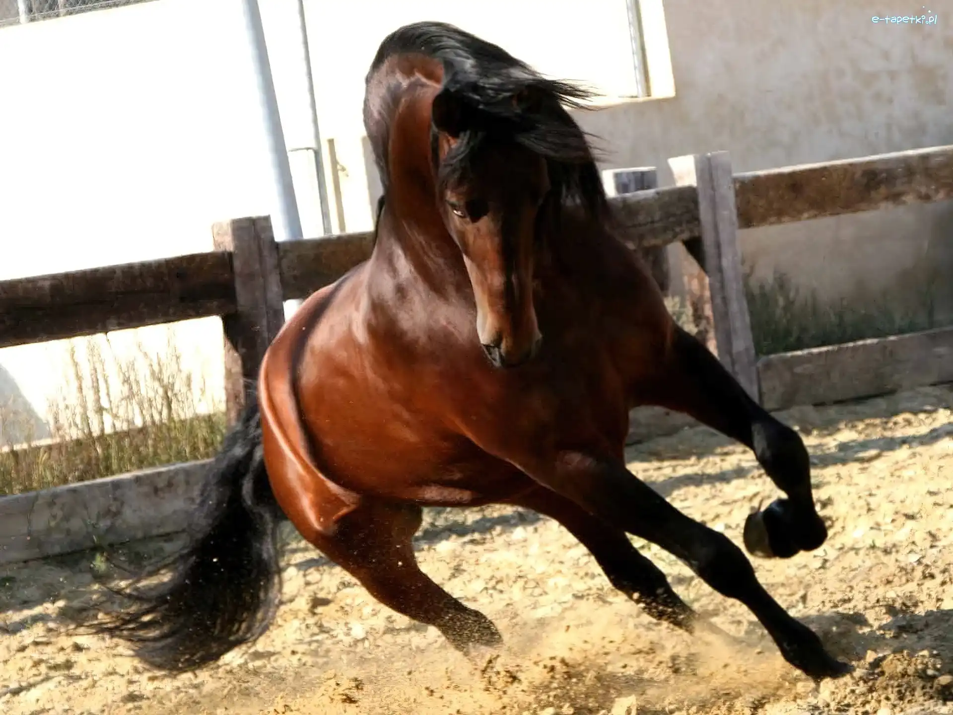Galop, Piach, Maneż, Koń