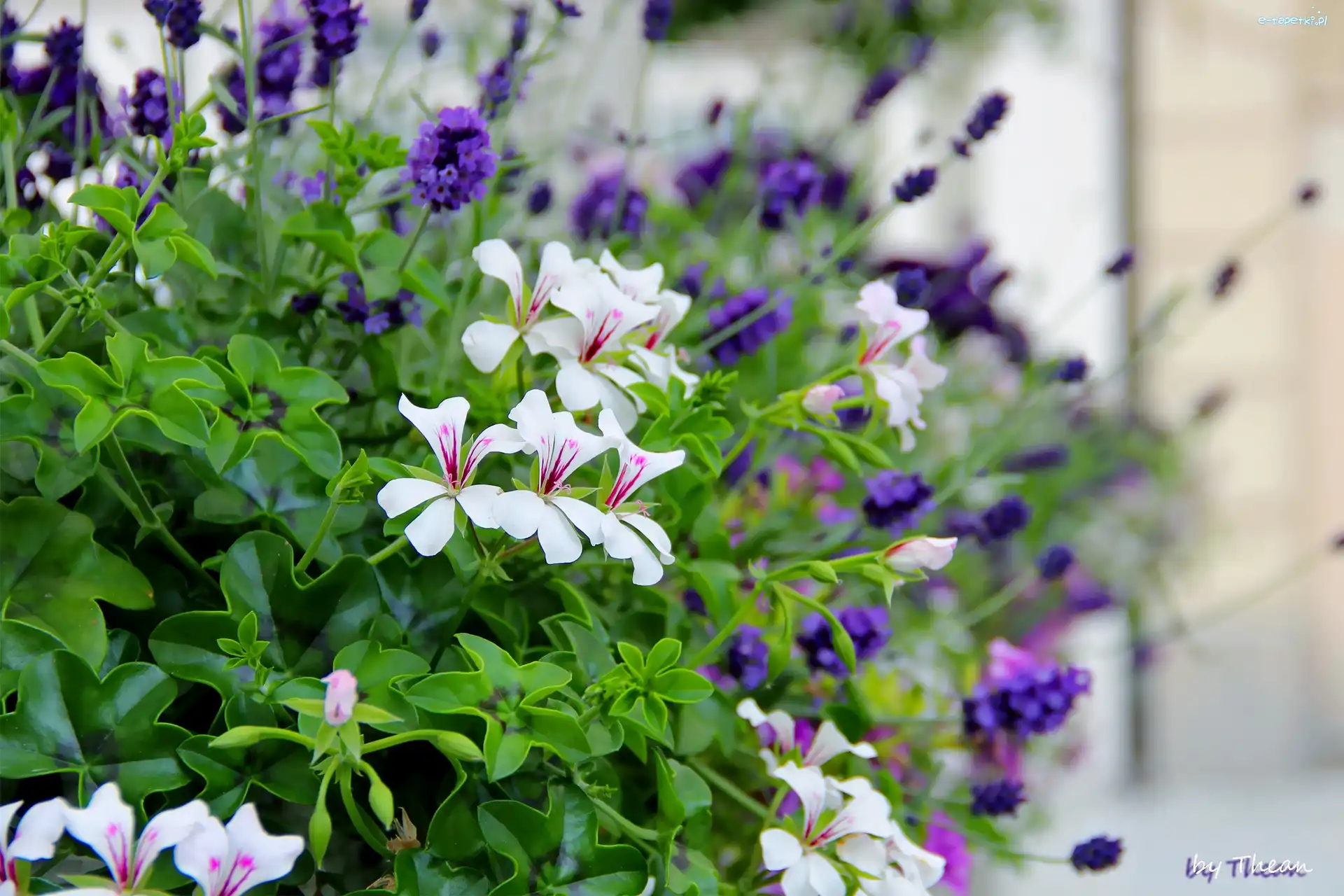 Lawenda, Pelargonie, Białe