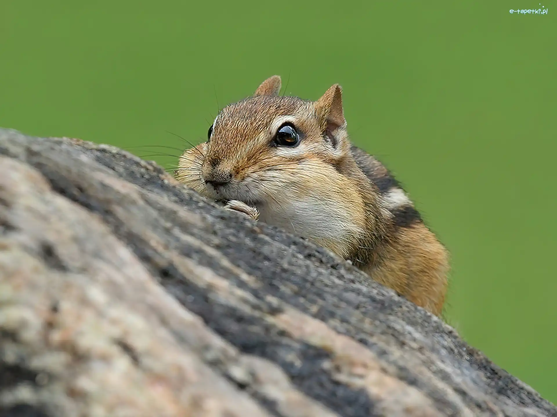 Drzewo, Chipmunk